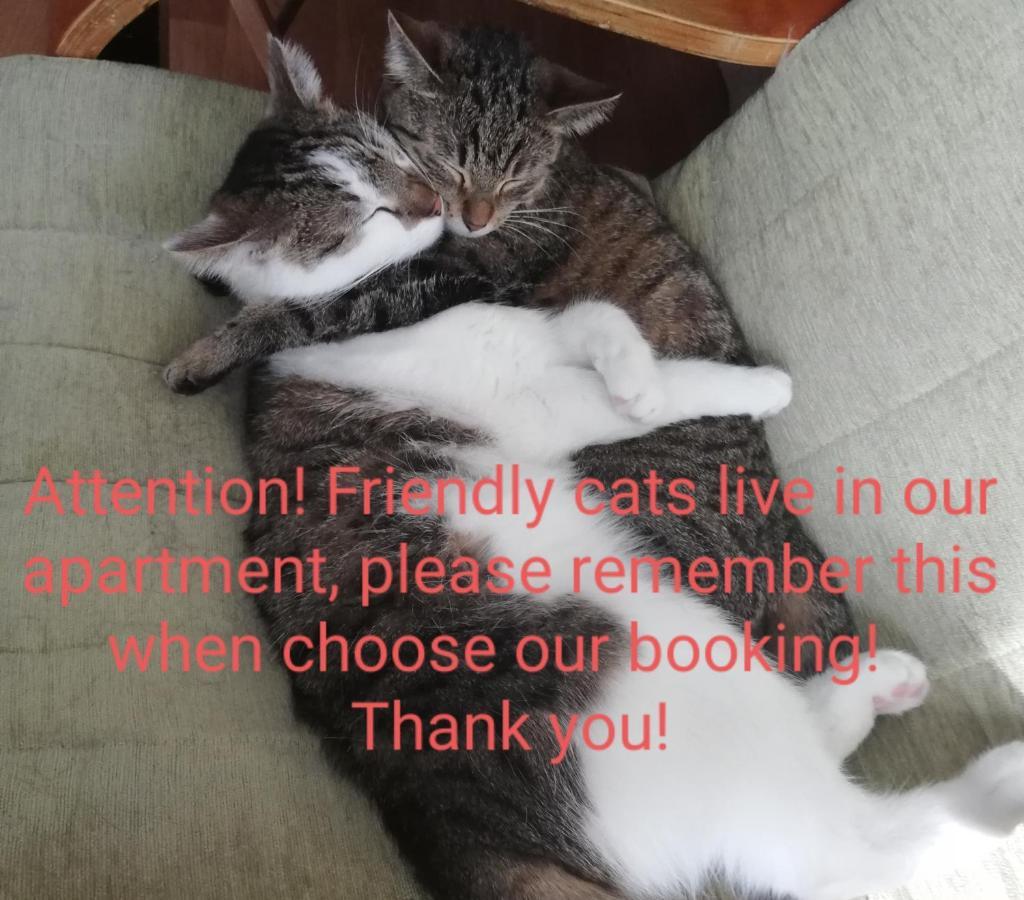 Sweet Home & Sweet Cats & Fast Internet Βρότσλαβ Εξωτερικό φωτογραφία