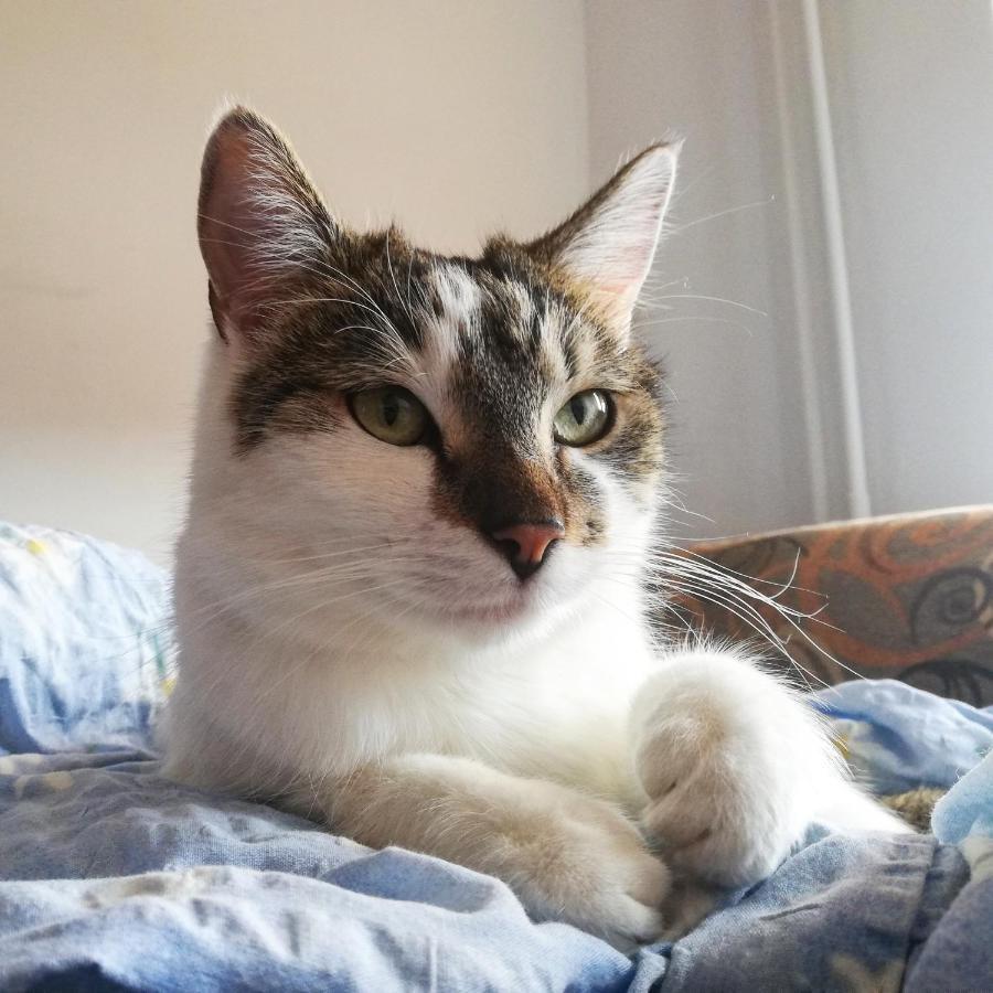 Sweet Home & Sweet Cats & Fast Internet Βρότσλαβ Εξωτερικό φωτογραφία