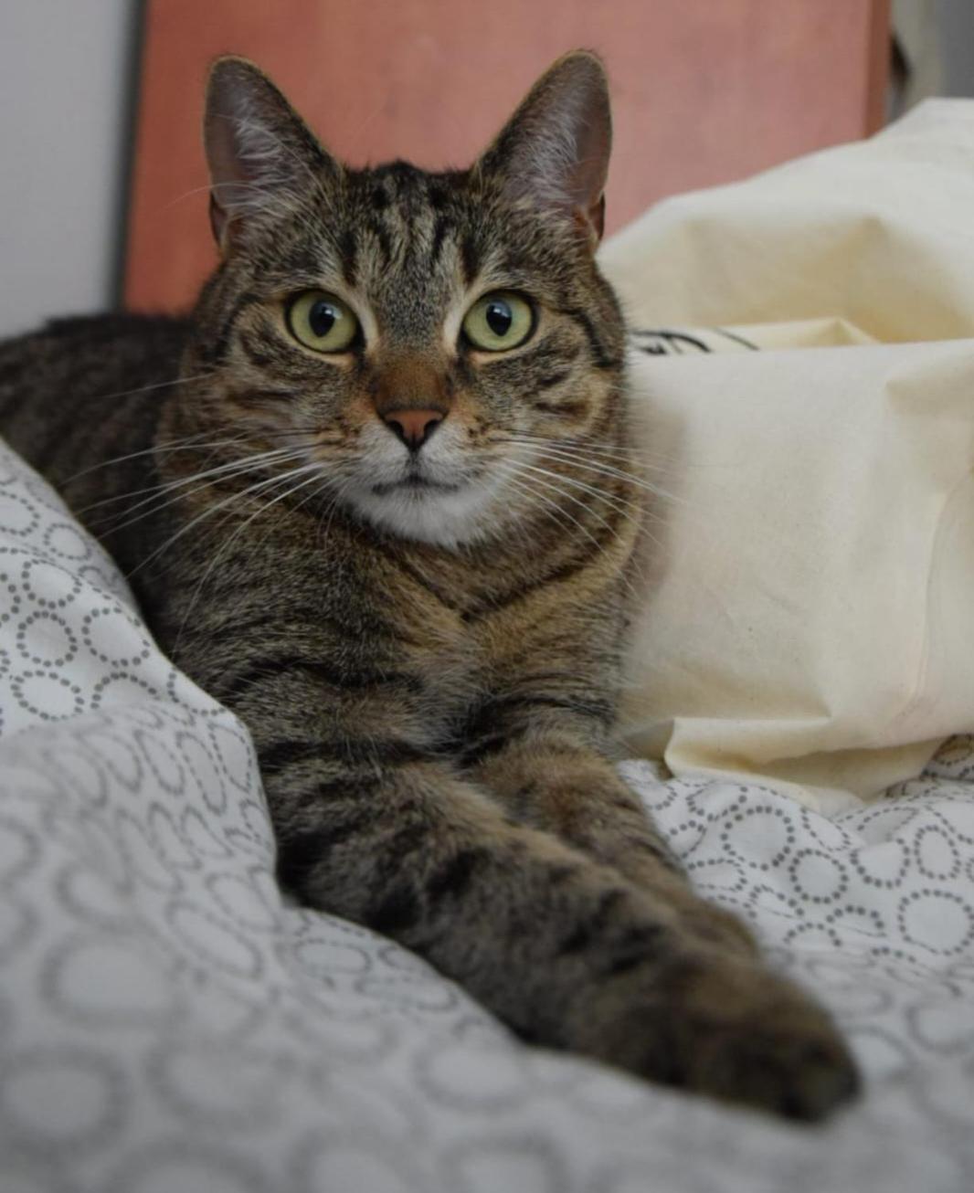 Sweet Home & Sweet Cats & Fast Internet Βρότσλαβ Εξωτερικό φωτογραφία