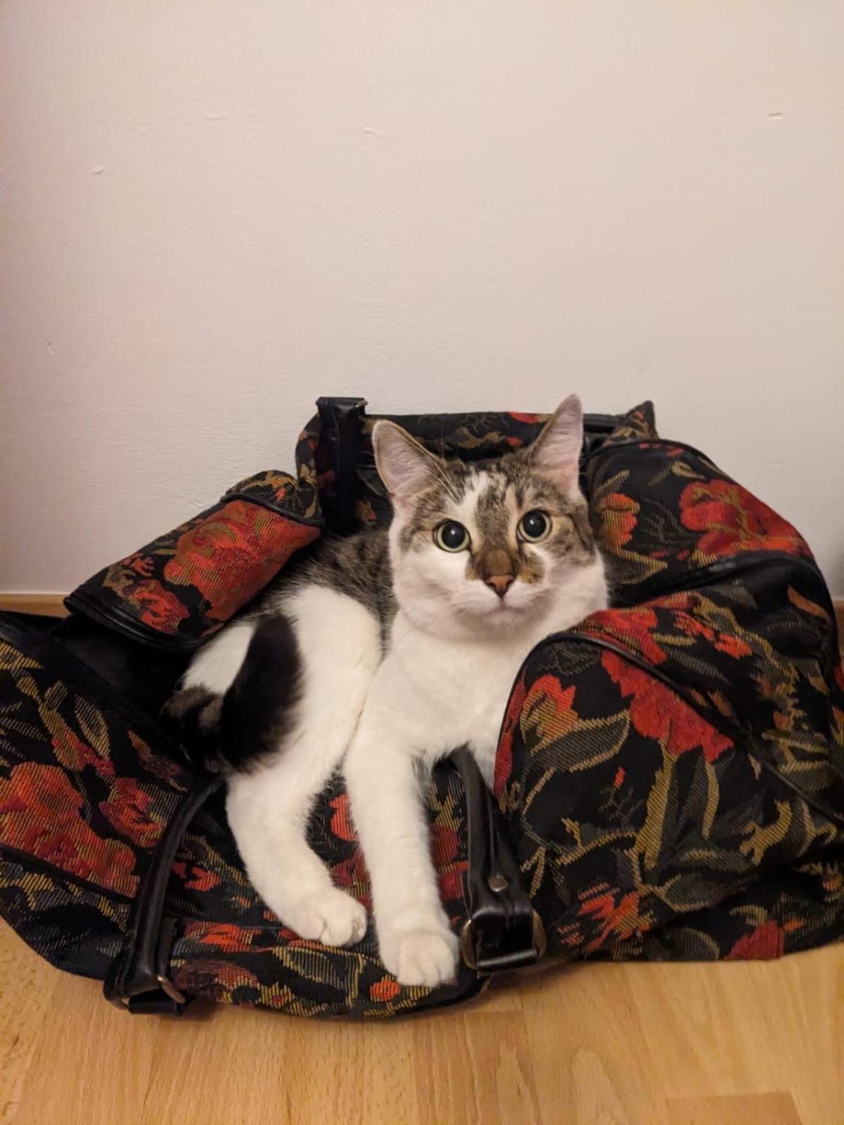 Sweet Home & Sweet Cats & Fast Internet Βρότσλαβ Εξωτερικό φωτογραφία