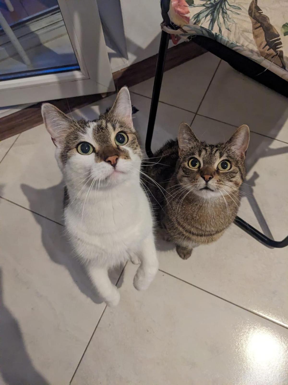 Sweet Home & Sweet Cats & Fast Internet Βρότσλαβ Εξωτερικό φωτογραφία